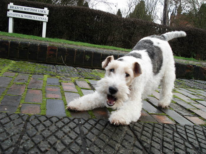 Жесткошёрстный фокстерьер (Wire Fox Terrier)