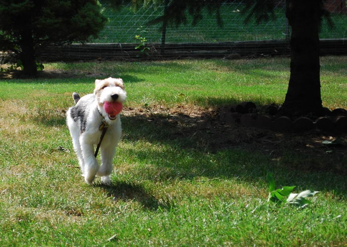 Жесткошёрстный фокстерьер (Wire Fox Terrier)