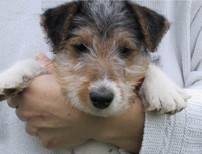 Жесткошёрстный фокстерьер (Wire Fox Terrier) - щенок