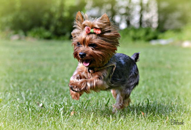 Йоркширский терьер (Yorkshire terrier)