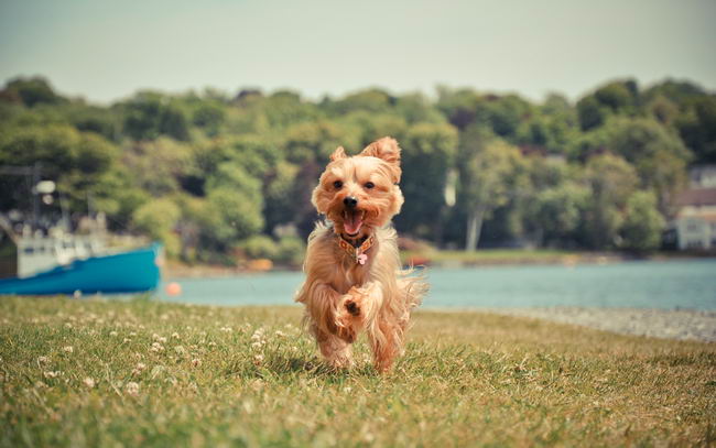 Йоркширский терьер (Yorkshire terrier)