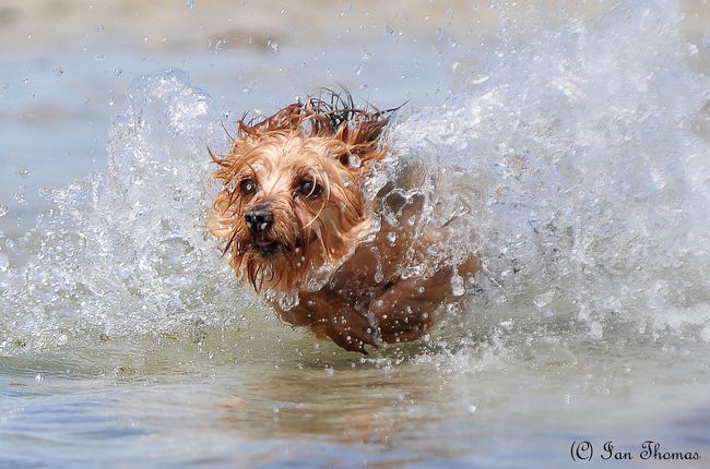 Йоркширский терьер (Yorkshire terrier)