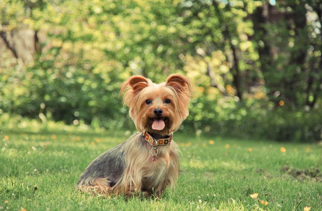 Йоркширский терьер (Yorkshire terrier)