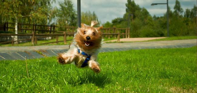 Йоркширский терьер (Yorkshire terrier)