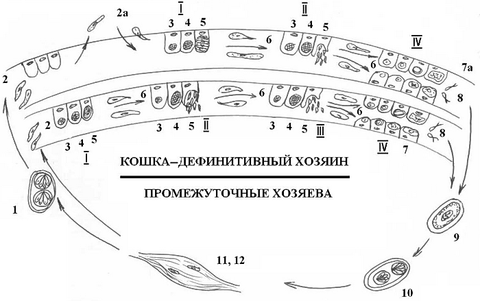 Биологический цикл развития Toxoplasma gondii