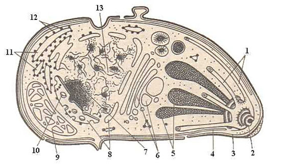 Субмикроскопическая схема строения клетки Toxoplasma Gondii