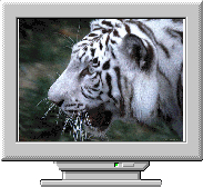 Хранитель экрана Big Cats Demo Screensaver