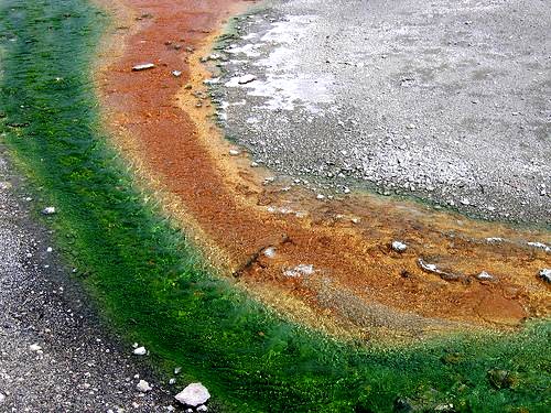 Цветут прибрежные водоросли