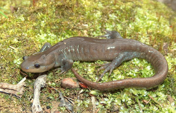 Ambystoma jeffersonianum - взрослая особь