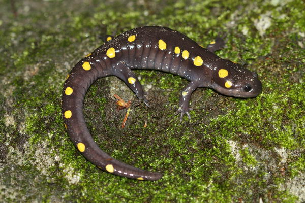 Ambystoma maculatum - взрослая особь