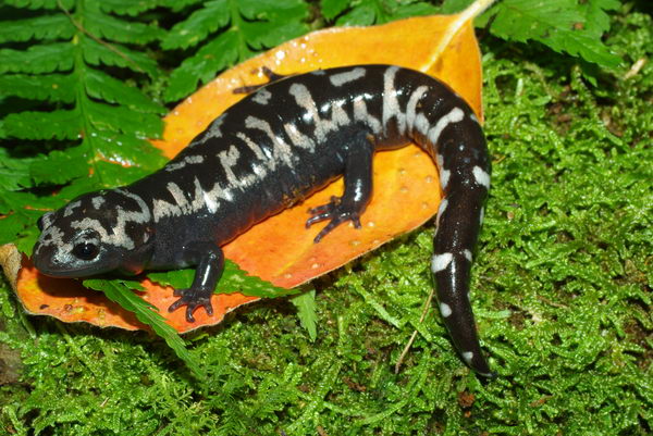 Ambystoma opacum - взрослая особь