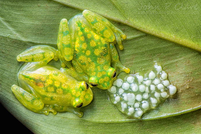 Стеклянная хрустальная лягушка (Hyalinobatrachium valerioi)