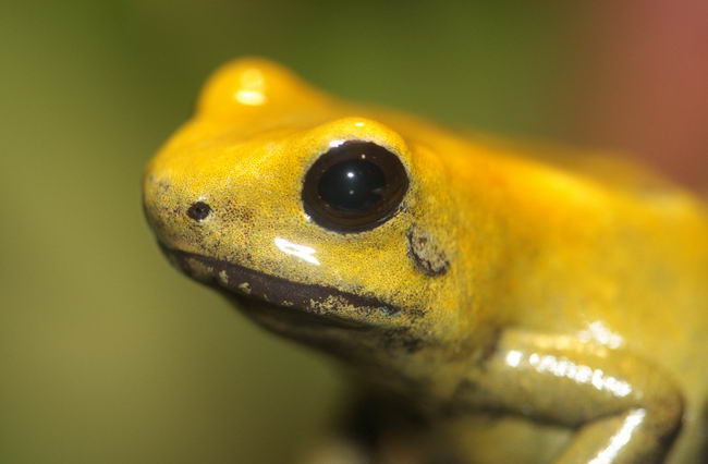 Ужасный листолаз (Phyllobates terribilis)