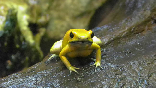 Ужасный листолаз (Phyllobates terribilis)