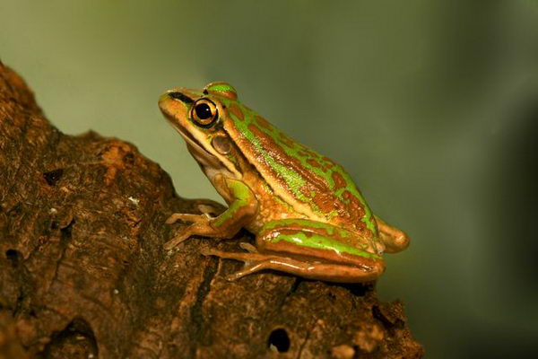 Litoria aurea