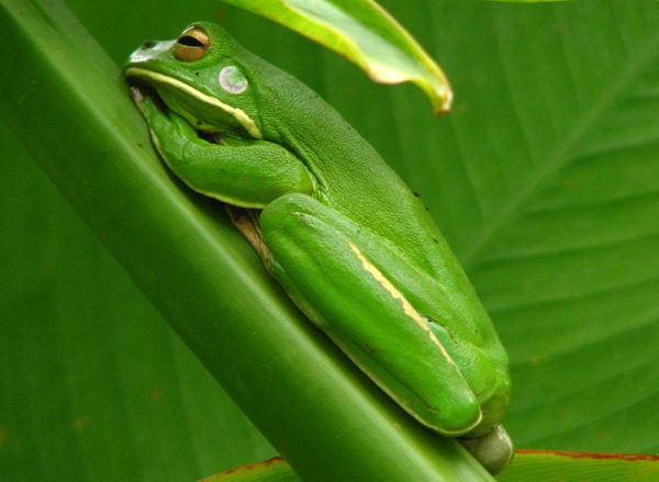 Litoria infrafrenata