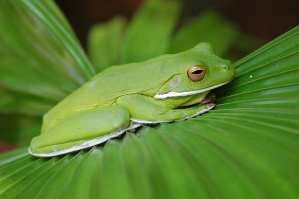 Litoria infrafrenata