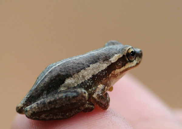 Litoria microbelos - лягушка-копье