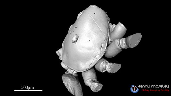 3D-модель паука на основе рентгенотомограммы