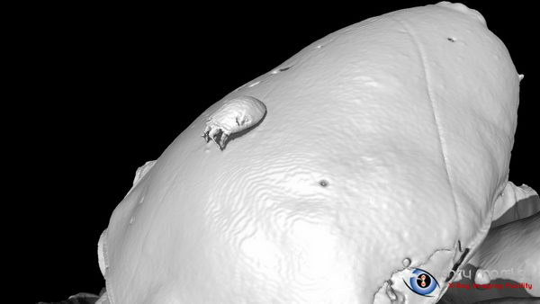 3D-модель паука на основе рентгенотомограммы