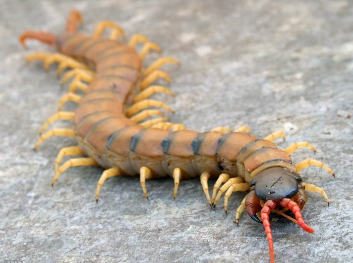 Кольчатая сколопендра (Scolopendra cingulata)