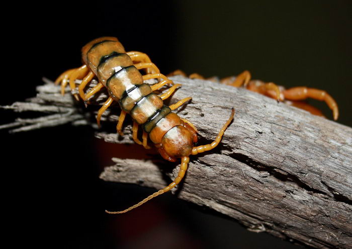 Кольчатая сколопендра (Scolopendra cingulata)