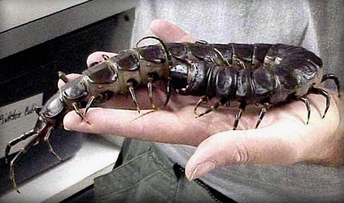 Гигантская сколопендра (Scolopendra gigantea)