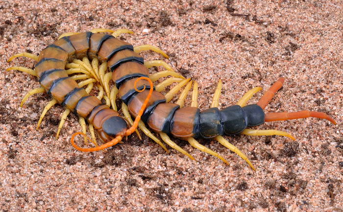 Калифорнийская сколопендра (Scolopendra heros)