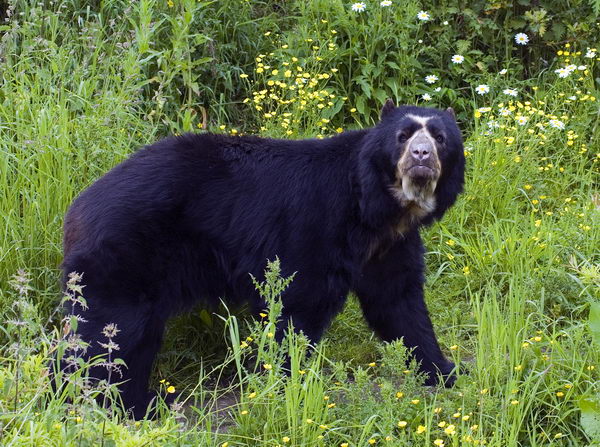 Медведь очковый (Tremarctos ornatus)