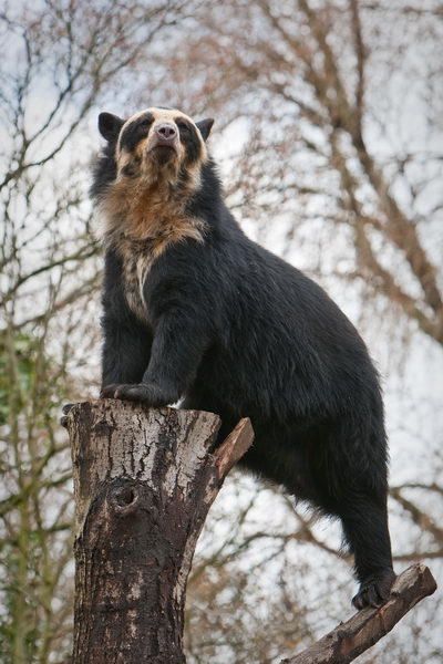 Медведь очковый (Tremarctos ornatus)