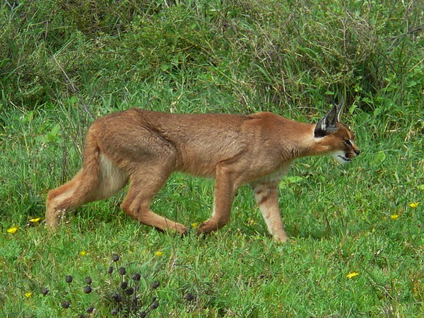 Каракал (Lynx caracal)