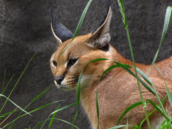 Каракал (Lynx caracal)