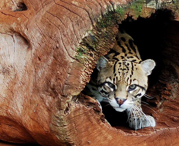 Оцелот (Leopardus pardalis)