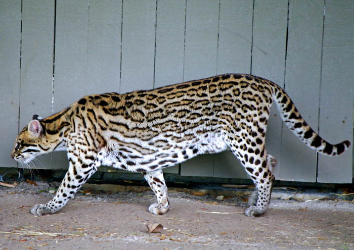 Оцелот (Leopardus pardalis)