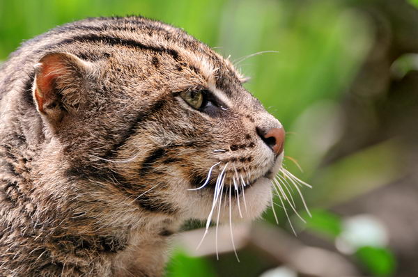 Кот рыболов, или виверровый кот (Prionailurus viverrinus)