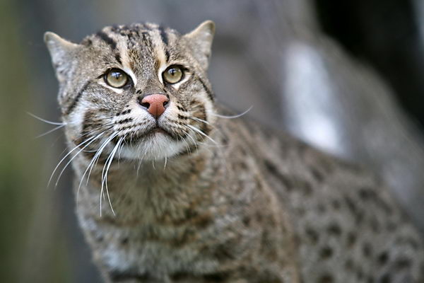 Кот рыболов, или виверровый кот (Prionailurus viverrinus)