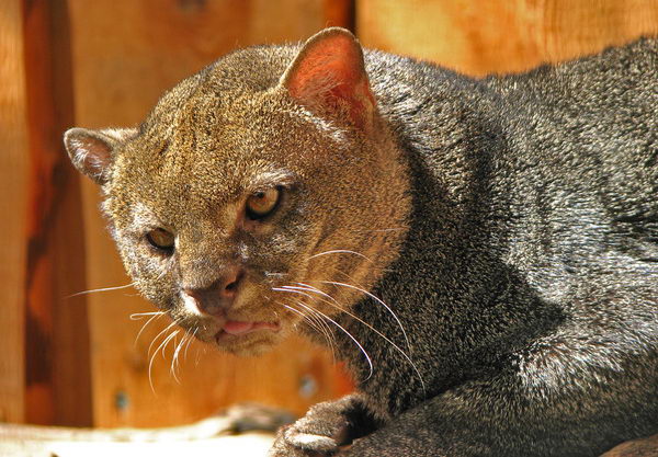 Ягуарунди (Puma yaguarondi)