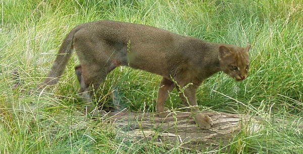 Ягуарунди (Puma yaguarondi)