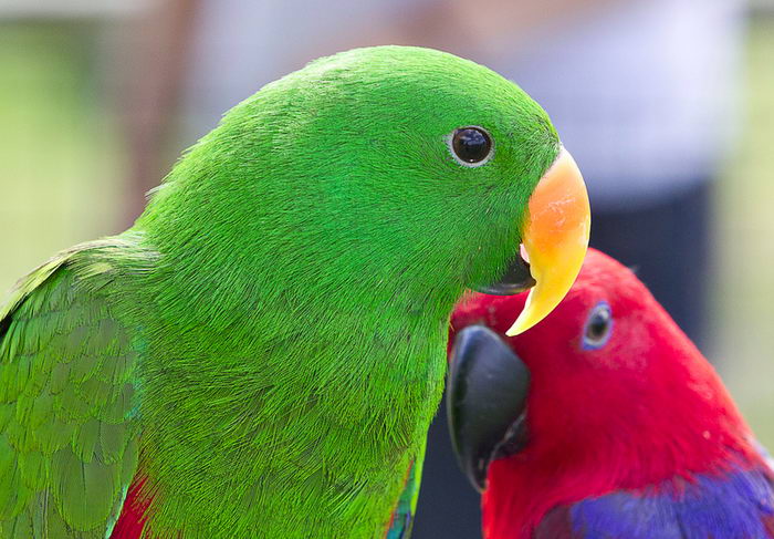 Благородный попугай (Eclectus roratus)