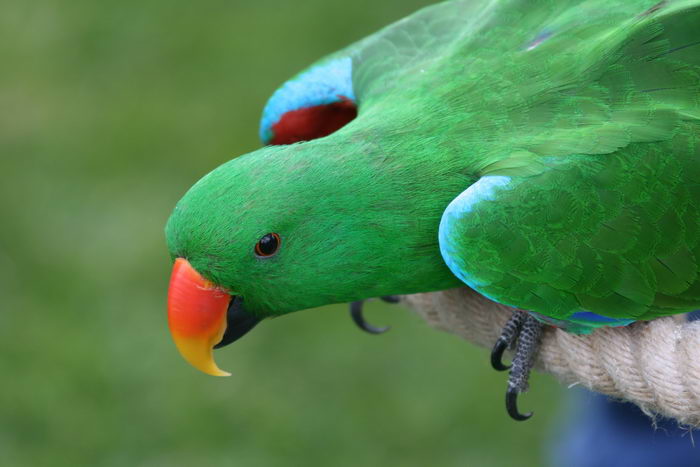 Благородный попугай (Eclectus roratus)