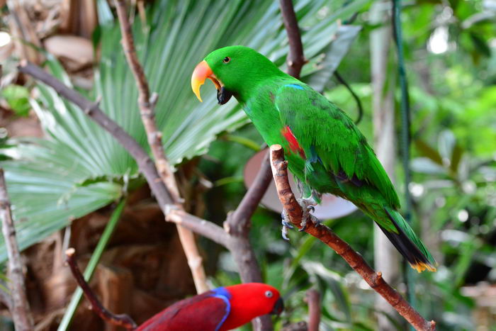 Благородный попугай (Eclectus roratus)