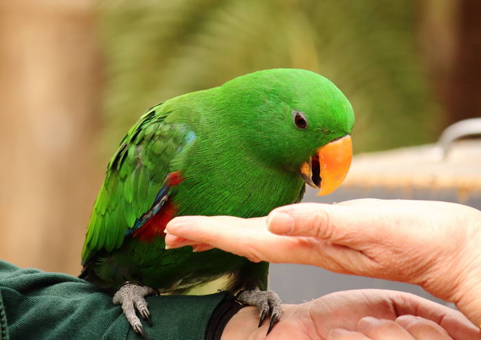 Благородный попугай (Eclectus roratus)