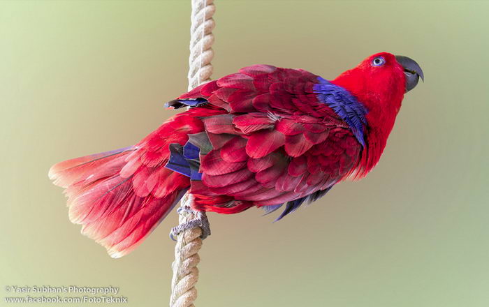 Благородный попугай (Eclectus roratus)