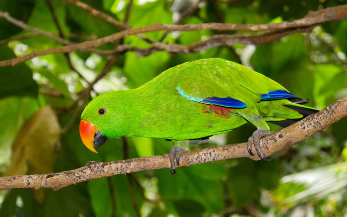 Благородный попугай (Eclectus roratus)