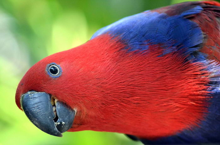 Благородный попугай (Eclectus roratus)