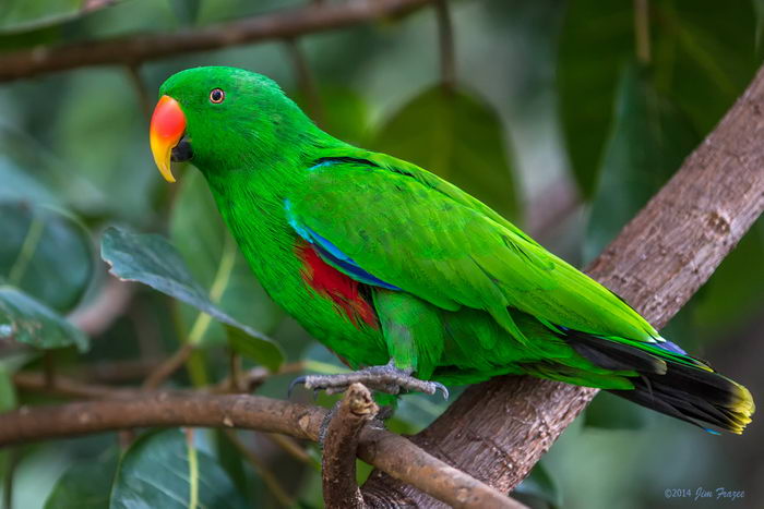 Благородный попугай (Eclectus roratus)