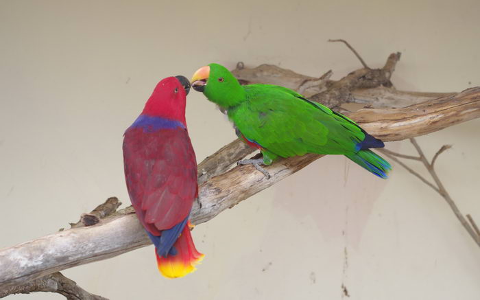 Благородный попугай (Eclectus roratus)