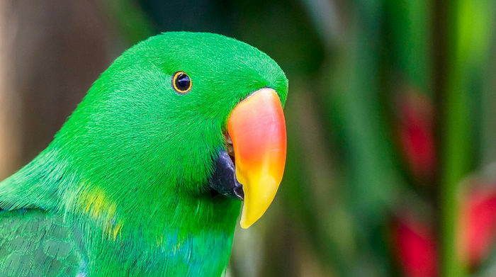 Благородный попугай (Eclectus roratus)