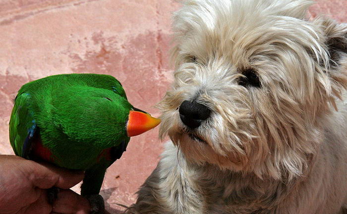 Благородный попугай (Eclectus roratus)