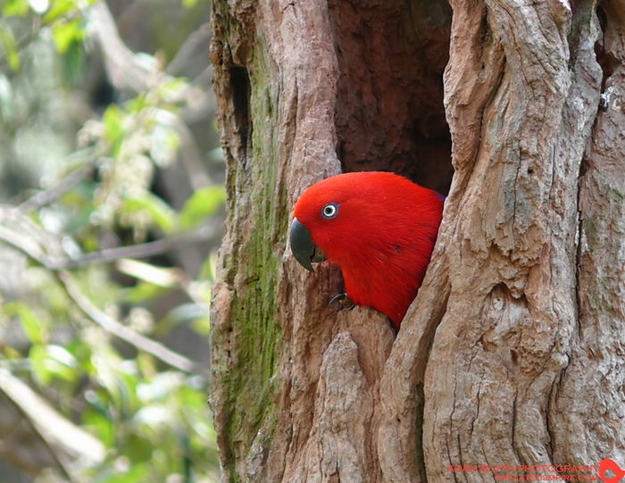 Благородный попугай (Eclectus roratus)